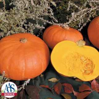 Sunshine Winter Squash Thumbnail